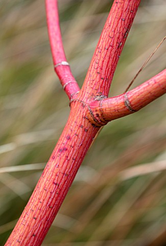 BODNANT_GARDEN_WALES_THE_NATIONAL_TRUST_THE_WINTER_GARDEN_CLOSE_UP_PLANT_PORTRAIT_OF_RED_PINK_STEM_B