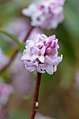 BODNANT GARDEN, WALES, THE NATIONAL TRUST: THE WINTER GARDEN. CLOSE UP PLANT PORTRAIT OF PINK FLOWERS OF DAPHNE BHOLUA JACQUELINE POSTILL. SCENTED, SCENT, FRAGRANT, SHRUBS