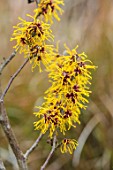 BODNANT GARDEN, WALES, THE NATIONAL TRUST: THE WINTER GARDEN. PLANT PORTRAIT OF YELLOW, FLOWERS OF WITCH HAZEL - HAMAMELIS X INTERMEDIA BARMSTEDT GOLD. SHRUBS, FRAGRANT, SCENTED