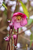 BODNANT GARDEN, WALES, THE NATIONAL TRUST: THE WINTER GARDEN, PLANT PORTRAIT OF PINK, RED FLOWERS OF HELLEBORE - HELLEBORUS PENNYS PINK. PERENNIALS, FLOWERING, BLOOMING