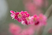 BODNANT GARDEN, WALES, THE NATIONAL TRUST: THE WINTER GARDEN, PLANT PORTRAIT OF PINK FLOWERS OF CHERRY, PRUNUS MUME BENI-CHIDORI. FLOWERING, BLOSSOMING, TREES, SHRUBS