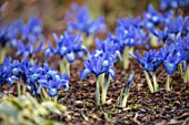BODNANT GARDEN, WALES, THE NATIONAL TRUST: THE WINTER GARDEN. BLUE FLOWERS OF IRIS HISTRIOIDES LADY BEATRIX STANLEY. BULBS, FLOWERING, LATE WINTER, FEBRUARY