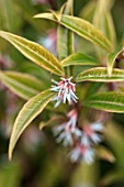 BODNANT GARDEN, WALES, THE NATIONAL TRUST: THE WINTER GARDEN, PINK, WHITE FLOWERS OF SWEET BOX - SARCOCOCCA HOOKERIANA VAR. DIGYNA PURPLE STEM. SHRUBS, SCENTED, FRAGRANT