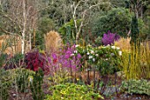 BODNANT GARDEN, WALES, THE NATIONAL TRUST: THE WINTER GARDEN IN FEBRUARY WITH RHODODENDRON DAURICUM MID-WINTER, RHODODENDRON NOBLEANUM ALBUM, GRASSES AND BIRCHES