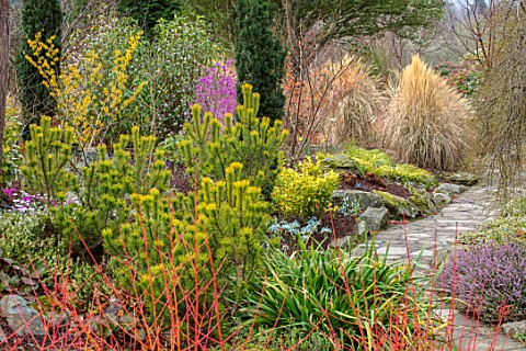 BODNANT_GARDEN_WALES_THE_NATIONAL_TRUST_PATH_THROUGH_THE_WINTER_GARDEN_WITH_HAMAMELIS_JELENA_AND_PIN