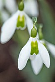 BODNANT GARDEN, WALES, THE NATIONAL TRUST: THE WINTER GARDEN, CLOSE UP PLANT PORTRAIT OF WHITE FLOWERS OF SNOWDROP- GALANTHUS ALISON HILARY. BULBS, GREEN, FLOWERING