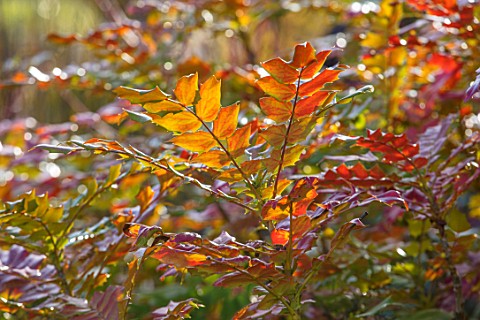 RHS_GARDEN_HARLOW_CARR_YORKSHIRE_THE_WINTER_GARDEN_PLANT_PORTRAIT_OF_COLOURFUL_LEAVES_FOLIAGE_SPIKES