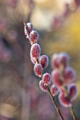 RHS GARDEN HARLOW CARR, YORKSHIRE: THE WINTER GARDEN. CLOSE UP PLANT PORTRAIT OF SALIX GRACILISTYLA MOUNT ASO. CATKINS, STEMS, BRANCHES, WILLOWS, PINK, FLUFFY, FEBRUARY
