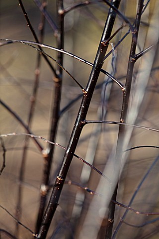 RHS_GARDEN_HARLOW_CARR_YORKSHIRE_THE_WINTER_GARDEN_CLOSE_UP_PLANT_PORTRAIT_OF_BLACK_STEMS_BRANCHES_B