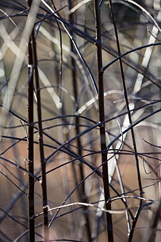 RHS_GARDEN_HARLOW_CARR_YORKSHIRE_THE_WINTER_GARDEN_CLOSE_UP_PLANT_PORTRAIT_OF_BLACK_STEMS_BRANCHES_B