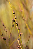 RHS GARDEN HARLOW CARR, YORKSHIRE: THE WINTER GARDEN. CLOSE UP PLANT PORTRAIT OF SALIX GRACILISTYLA MELANOSTACHYS. CATKINS, STEMS, BRANCHES, WILLOWS, FEBRUARY