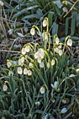 RODMARTON MANOR, GLOUCESTERSHIRE, WINTER. FROSTED SNOWDROPS - GALANTHUS PLICATUS TRYM. WHITE, FLOWERS, FLOWERING, BLOOMS, BULBS, PURE, NODDING, COLOURS, EARLY