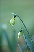 RODMARTON MANOR, GLOUCESTERSHIRE, WINTER. SNOWDROPS - GALANTHUS CLAUD BIDDULPH. WHITE, FLOWERS, FLOWERING, BLOOMS, BULBS, PURE, NODDING, COLOURS, EARLY, GREEN