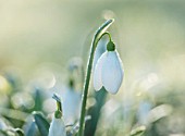 RODMARTON MANOR, GLOUCESTERSHIRE, WINTER. SNOWDROPS - GALANTHUS MIGHTY ATOM. WHITE, FLOWERS, FLOWERING, BLOOMS, BULBS, PURE, NODDING, COLOURS, EARLY, GREEN