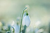 RODMARTON MANOR, GLOUCESTERSHIRE, WINTER. SNOWDROPS - GALANTHUS MIGHTY ATOM. WHITE, FLOWERS, FLOWERING, BLOOMS, BULBS, PURE, NODDING, COLOURS, EARLY, GREEN