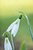 RODMARTON MANOR, GLOUCESTERSHIRE, WINTER. SNOWDROPS - GALANTHUS SICKLE.  WHITE, FLOWERS, FLOWERING, BLOOMS, BULBS, PURE, NODDING, COLOURS, EARLY, GREEN