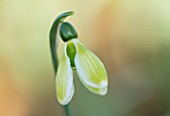 RODMARTON MANOR, GLOUCESTERSHIRE, WINTER. SNOWDROPS - GALANTHUS CLAUD BIDDULPH.  WHITE, FLOWERS, FLOWERING, BLOOMS, BULBS, PURE, NODDING, COLOURS, EARLY, GREEN