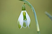 RODMARTON MANOR, GLOUCESTERSHIRE, WINTER. SNOWDROPS - GALANTHUS JOE SPOTTED.  WHITE, FLOWERS, FLOWERING, BLOOMS, BULBS, PURE, NODDING, COLOURS, EARLY, GREEN