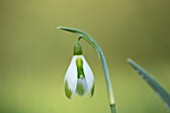 RODMARTON MANOR, GLOUCESTERSHIRE, WINTER. SNOWDROPS - GALANTHUS JOE SPOTTED.  WHITE, FLOWERS, FLOWERING, BLOOMS, BULBS, PURE, NODDING, COLOURS, EARLY, GREEN