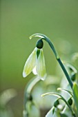 RODMARTON MANOR, GLOUCESTERSHIRE, WINTER. SNOWDROPS - GALANTHUS MARGARET BIDDULPH.  WHITE, FLOWERS, FLOWERING, BLOOMS, BULBS, PURE, NODDING, COLOURS, EARLY, GREEN