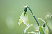 RODMARTON MANOR, GLOUCESTERSHIRE, WINTER. SNOWDROPS - GALANTHUS MARGARET BIDDULPH.  WHITE, FLOWERS, FLOWERING, BLOOMS, BULBS, PURE, NODDING, COLOURS, EARLY, GREEN