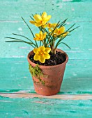 TERRACOTTA CONTAINER PLANTED WITH CROCUS CHRYSANTHUS GIPSY GIRL. GREEN, YELLOW, FLOWERS, BULBS, EARLY, SPRING, FEBRUARY, WINTER, FLOWERING, STILL, LIFE