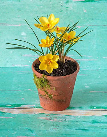 TERRACOTTA_CONTAINER_PLANTED_WITH_CROCUS_CHRYSANTHUS_GIPSY_GIRL_GREEN_YELLOW_FLOWERS_BULBS_EARLY_SPR