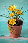 TERRACOTTA CONTAINER PLANTED WITH CROCUS CHRYSANTHUS GIPSY GIRL. GREEN, YELLOW, FLOWERS, BULBS, EARLY, SPRING, FEBRUARY, WINTER, FLOWERING, STILL, LIFE