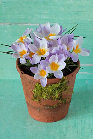 TERRACOTTA_CONTAINER_PLANTED_WITH_CROCUS_SIEBERI_FIREFLY_YELLOW_PALE_PURPLE_PETALS_FLOWERS_EARLY_SPR