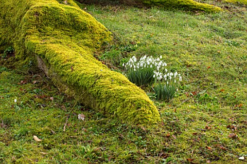 THENFORD_GARDENS__ARBORETUM_NORTHAMPTONSHIRE_SNOWDROPS_BESIDE_THE_MOSSY_ROOTS_OF_A_GREAT_ASH_TREE_BE