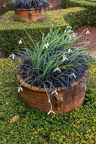 THENFORD_GARDENS__ARBORETUM_NORTHAMPTONSHIRE_TERRACOTTA_CONTAINER_IN_KNOT_GARDEN_GALANTHUS_JAMES_BAC