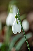 THENFORD GARDENS & ARBORETUM, NORTHAMPTONSHIRE: CLOSE UP PLANT PORTRAIT OF THE WHITE FLOWERS OF A SNOWDROP - GALANTHUS PLICATUS CHEQUERS. BULBS, WINTER, FEBRUARY