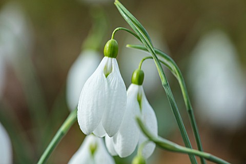 THENFORD_GARDENS__ARBORETUM_NORTHAMPTONSHIRE_CLOSE_UP_PLANT_PORTRAIT_OF_THE_WHITE_FLOWERS_OF_A_SNOWD