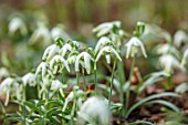 THENFORD GARDENS & ARBORETUM, NORTHAMPTONSHIRE: CLOSE UP PLANT PORTRAIT OF THE WHITE FLOWERS OF SNOWDROPS - GALANTHUS NIVALIS WALRUS. BULBS, WINTER, FEBRUARY