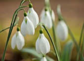 THENFORD GARDENS & ARBORETUM, NORTHAMPTONSHIRE: CLOSE UP PLANT PORTRAIT OF THE WHITE FLOWERS OF SNOWDROPS - GALANTHUS PLICATUS CHEQUERS. BULBS, WINTER, FEBRUARY