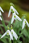 THENFORD GARDENS & ARBORETUM, NORTHAMPTONSHIRE: CLOSE UP PLANT PORTRAIT OF THE WHITE FLOWERS OF SNOWDROPS - GALANTHUS MOCCAS. BULBS, WINTER, FEBRUARY