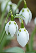 THENFORD GARDENS & ARBORETUM, NORTHAMPTONSHIRE: CLOSE UP PLANT PORTRAIT OF THE WHITE FLOWERS OF SNOWDROPS - GALANTHUS ST PANCRAS. BULBS, WINTER, FEBRUARY