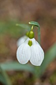 THENFORD GARDENS & ARBORETUM, NORTHAMPTONSHIRE: CLOSE UP PLANT PORTRAIT OF THE WHITE FLOWERS OF SNOWDROPS - GALANTHUS PLICATUS FATTY PUFF. BULBS, WINTER, FEBRUARY