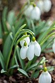 THENFORD GARDENS & ARBORETUM, NORTHAMPTONSHIRE: CLOSE UP PLANT PORTRAIT OF THE WHITE FLOWERS OF SNOWDROPS - GALANTHUS DODO NORTON. BULBS, WINTER, FEBRUARY