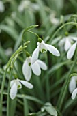 THENFORD GARDENS & ARBORETUM, NORTHAMPTONSHIRE: CLOSE UP PLANT PORTRAIT OF THE WHITE FLOWERS OF SNOWDROPS - GALANTHUS BENTON MAGNET. BULBS, WINTER, FEBRUARY