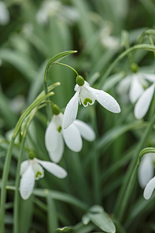 THENFORD_GARDENS__ARBORETUM_NORTHAMPTONSHIRE_CLOSE_UP_PLANT_PORTRAIT_OF_THE_WHITE_FLOWERS_OF_SNOWDRO