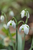 THENFORD GARDENS & ARBORETUM, NORTHAMPTONSHIRE: CLOSE UP PLANT PORTRAIT OF THE WHITE FLOWERS OF SNOWDROPS - GALANTHUS CORDELIA. BULBS, WINTER, FEBRUARY