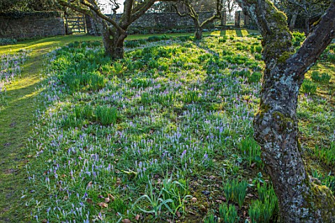 LITTLE_COURT_HAMPSHIRE__ORCHARD_IN_FEBRUARY_PLANTED_WITH_CROCUS_TOMASSINIANUS_MEADOW_APPLE_ORCHARD_N