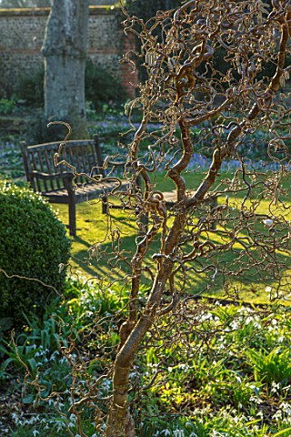LITTLE_COURT_HAMPSHIRE__WOODEN_BENCH_SEAT_SNOWDROPS_GALANTHUS_ACONITES_HELLEBORES_LAWN_FEBRUARY_WINT