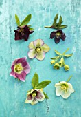 LITTLE COURT, HAMPSHIRE - STILL LIFE OF HELLEBORES
