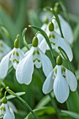 LITTLE COURT, HAMPSHIRE - CLOSE UP PLANT PORTRAIT OF THE WHITE FLOWERS OF SNOWDROP- GALANTHUS GRUMPY. BULBS, WINTER, FEBRUARY, GREEN