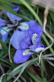 LITTLE COURT, HAMPSHIRE - CLOSE UP PLANT PORTRAIT OF THE BLUE FLOWERS OF IRIS UNGUICULARIS, WINTER, FEBRUARY, FRAGRANT, SCENTED, PERENNIALS, BULBS