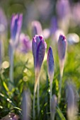 LITTLE COURT, HAMPSHIRE - CLOSE UP PLANT PORTRAIT OF THE BLUE, PURPLE  FLOWERS OF CROCUS TOMASSINIANUS, WINTER, FEBRUARY, FLOWERING, BULBS