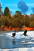 RHS GARDEN, WISLEY, SURREY: BIRD SCULPTURES IN THE LAKE AT SEVEN ACRE, IN WINTER. ART, WATER, REFLECTION, REFLECTED, REFLECTIONS, FEBRUARY, FROZEN, SNOW, LAKE, POND, POOL, CORNUS