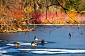 RHS GARDEN, WISLEY, SURREY: MALLARD DUCKS ON THE LAKE AT SEVEN ACRE, IN WINTER, WATER, FEBRUARY, FROZEN, SNOW, LAKE, POND, POOL, CORNUS, BIRDS, WILDFOWL